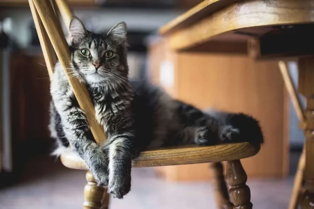 How to stop cats from scratching furniture