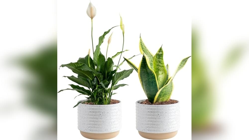 Best Indoor Houseplants for Low Light