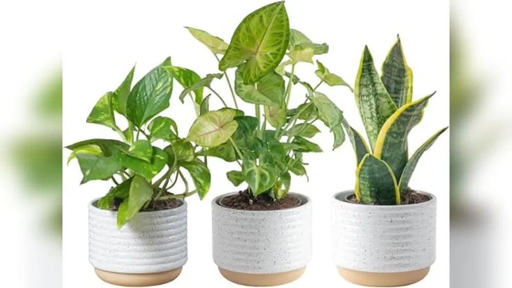 Best Indoor Plants for Low Light