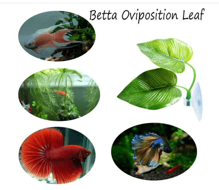 Best Decorations for Betta Fish