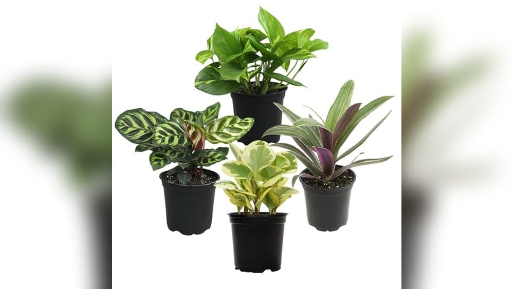 Best Plants for Bathroom No Light