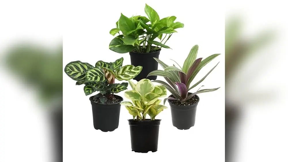 Best Plants for Bathroom No Light