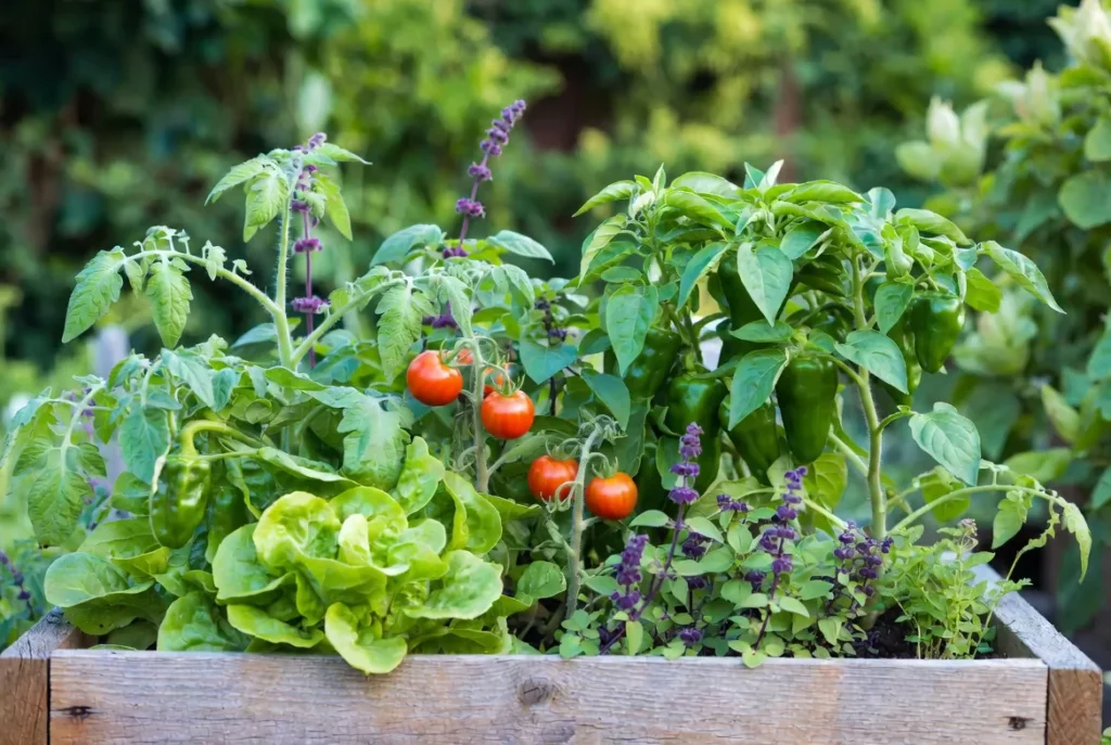 Best Planters for Vegetables