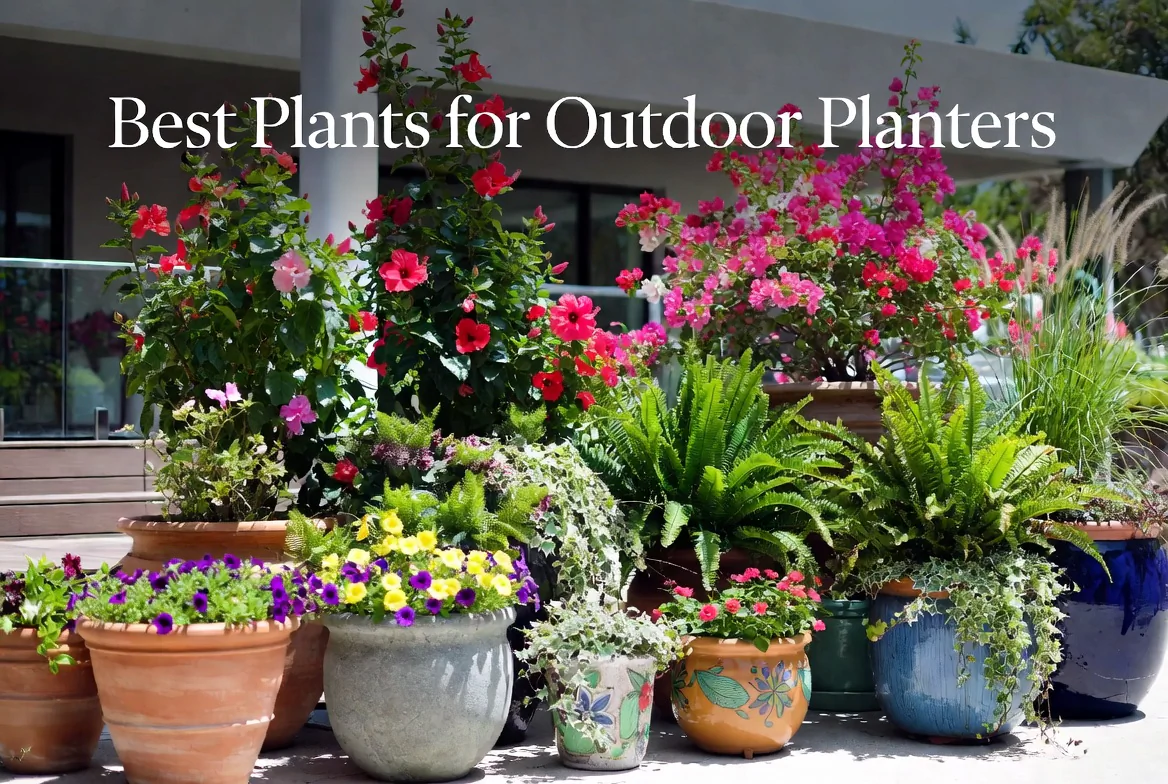 Best Plants for Outdoor Planters