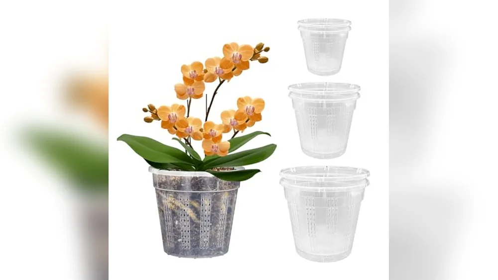 Best Planters for Orchids