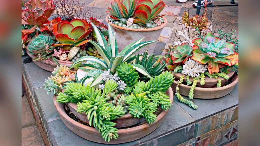 What are the Best Planters for Succulents