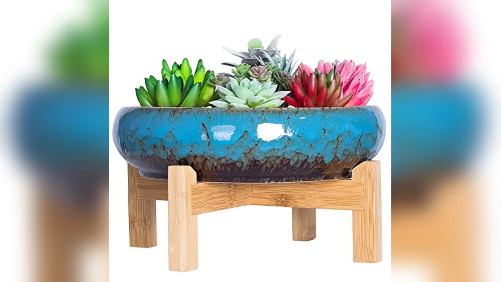 Best Planters for Cactus