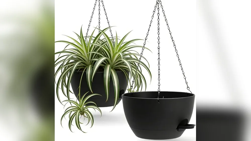 Best Planters for Ferns