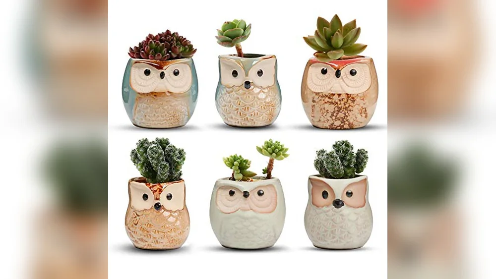 Best Planters for Succulents