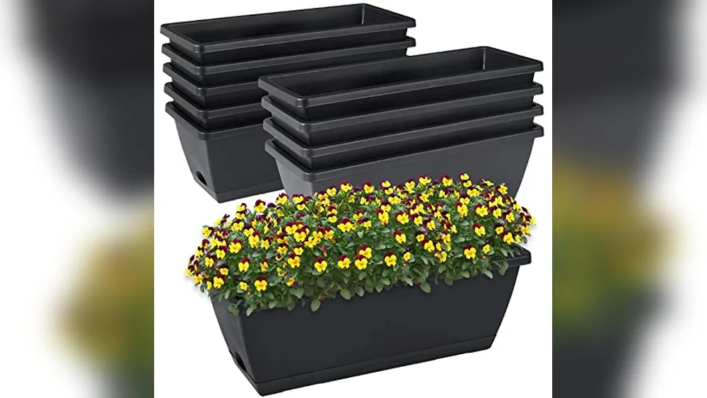 Best Plants for Box Planters
