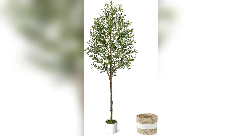Best Trees for Planters